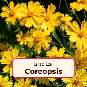 1100+ Coreopsis 'Lance-Leaf' Seeds | Native Perennial Wildflower Garden Seed for Pollinator Bees & Butterfly, Coreopsis lanceolata, Tickseed