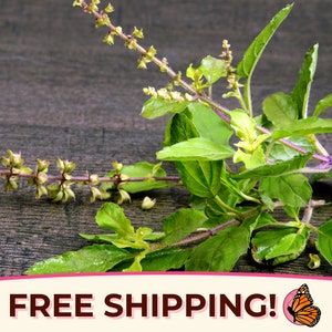 2700+ Holy Basil Seeds &#39;Green Leaf&#39; | Heirloom, NonGMO, Rare Herb Seed Packet, Container Gardening, Tulsi, Ocimum tenuiflorum