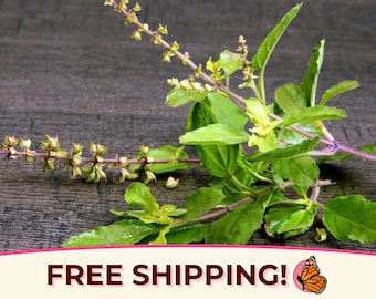 2700+ Holy Basil Seeds 'Green Leaf' | Heirloom, NonGMO, Rare Herb Seed Packet, Container Gardening, Tulsi, Ocimum tenuiflorum