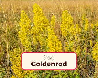 800+ Showy Goldenrod Seeds | Native Perennial Wildflower Plant Seeds for Flower Gardening, Pollinator Butterflies & Bee, Solidago speciosa