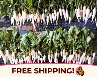1,200+ Radish Seeds 'White Icicle' | Non-GMO, Heirloom, Vegetable Gardening Plant Seed Packet for Growing, Planting, Raphanus sativus