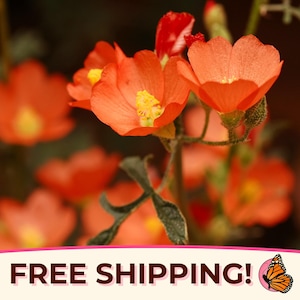 950+ Desert Globemallow Seeds | Native Wildflower for Pollinator Butterflies & Bees, Flower Gardening Plant Seed Packet, Sphaeralcea ambigua
