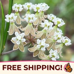 85+ Whorled Milkweed Seeds | Native Perennial Wildflower, Flowering Plant for Monarch Butterfly, Asclepias verticillata, Horsetail Milkweed
