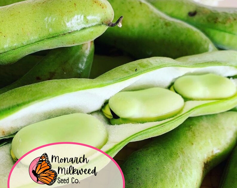 MonarchMilkweedSeeds Fava Bean Seeds Broad Windsor
