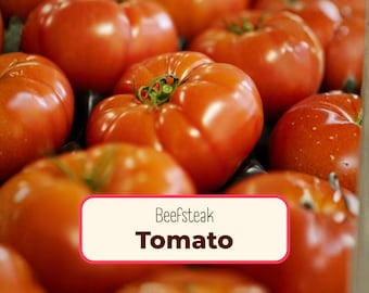 500+ Tomato Seeds 'Beefsteak' | Non-GMO, Heirloom, Vegetable Gardening Plant Seed Packets for Homestead Growing, Lycopersicon esculentum