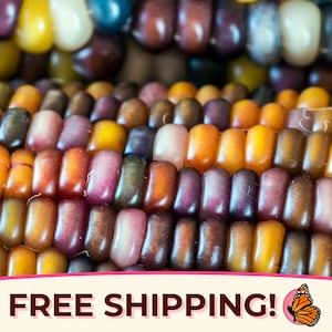 80+ Multicolor Corn Seeds &#39;Indian Ornamental&#39; | Non-GMO, Heirloom, Open-Pollinated, Vegetable Gardening Seed, Zea mays, Maize, USA GROWN