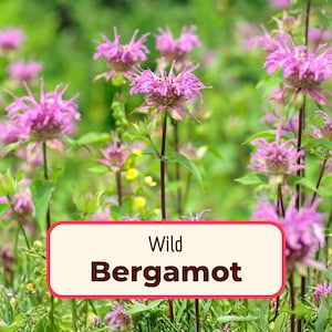 2800+ Wild Bergamot 'Bee Balm' Seeds | Non-GMO, Native Wildflower Gardening Seed Packet for Pollinator Bees & Butterflies, Monarda fistulosa