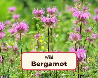 Más de 2800 semillas de bergamota silvestre (Bálsamo de abeja) / Paquete de semillas de flores silvestres nativas sin OMG para jardinería, ideal para abejas y mariposas polinizadoras (Monarda fistulosa)