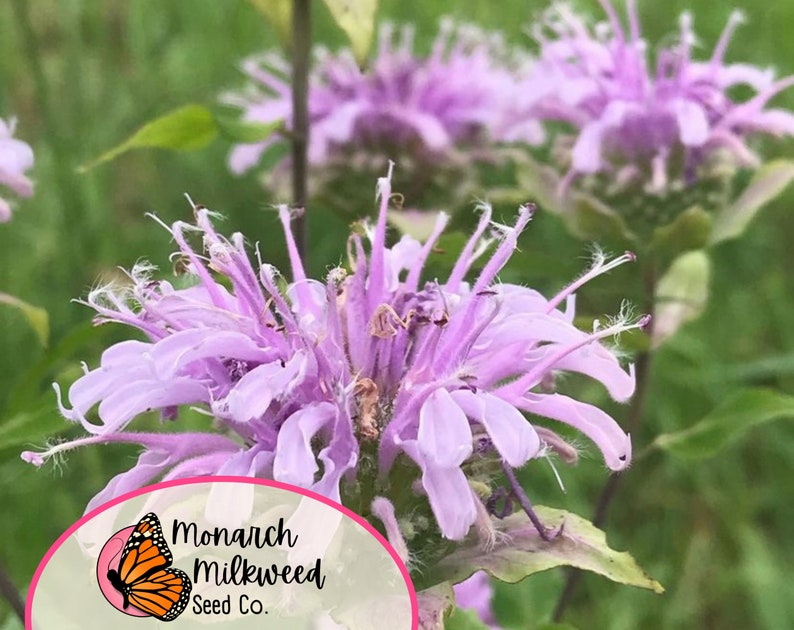MonarchMilkweedSeeds Wild Bergamot Bee Balm Seeds - Thumbnail 4