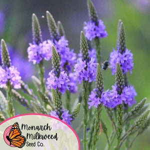 Op de afbeelding: Paarse verbena bloemen in bloei met een bij die in de buurt van de bloemen vliegt. De bloemen staan in een veld met groen gebladerte. Een logo voor Monarch Milkweed Seed Co. staat in de linkerbenedenhoek van de afbeelding.