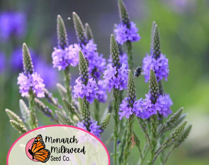 Op de afbeelding: Paarse verbena bloemen in bloei met een bij die in de buurt van de bloemen vliegt. De bloemen staan in een veld met groen gebladerte. Een logo voor Monarch Milkweed Seed Co. staat in de linkerbenedenhoek van de afbeelding.