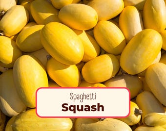35+ Yellow Spaghetti Squash Seeds | Non-GMO, Heirloom, Vegetable Gardening, Seed Packets for Growing Plants, Homesteading, Cucurbita pepo