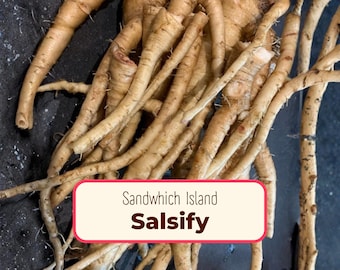 225+ Salsify Seeds 'Sandwich Island' | Non-GMO, Heirloom Vegetable Gardening Plant Seed Packet for Growing Gardens, Tragopogon porrifolius