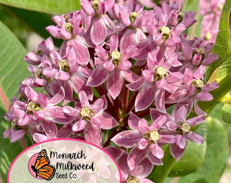 MonarchMilkweedSeeds Prairie Milkweed Seeds
