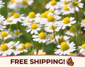 19400+ German Chamomile Seeds | Non-GMO, Heirloom, Flower and Herb Gardening, Pollinator Plant for Butterflies & Bees, Matricaria chamomilla