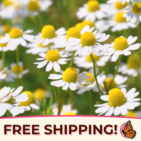 19400+ German Chamomile Seeds | Non-GMO, Heirloom, Flower and Herb Gardening, Pollinator Plant for Butterflies & Bees, Matricaria chamomilla