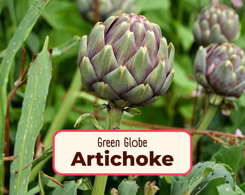 MonarchMilkweedSeeds Green Globe Artichoke Seeds - Thumbnail 2
