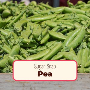 90+ Pea Seeds 'Sugar Snap' | Non-GMO, Heirloom Vegetable Gardening Plant Seed Packet for Survival Homesteaders & Farming, Pisum sativum