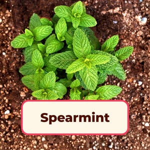 Chocolate Mint Seeds - Etsy