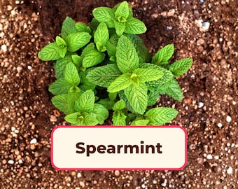3,000+ Spearmint Seeds | Heirloom, Non-GMO, Container Herb Gardening Seed Packets for Growing Mint Plants, Mentha spicata