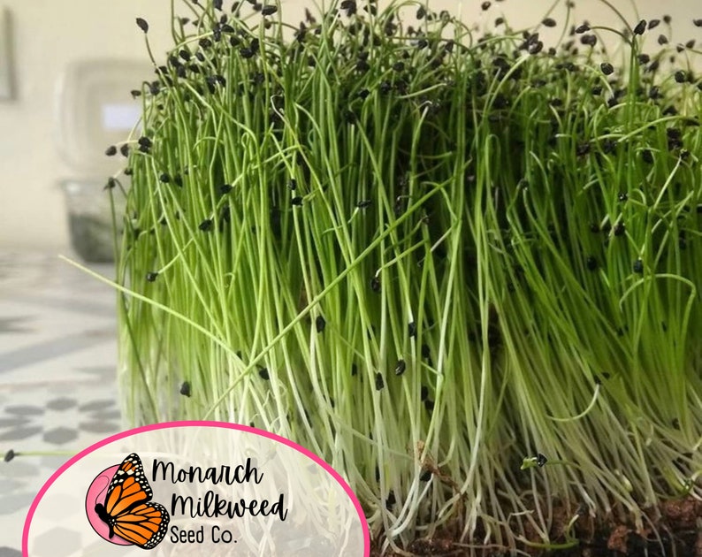 MonarchMilkweedSeeds Tokyo Long White Bunching Onion Seeds - Thumbnail 4