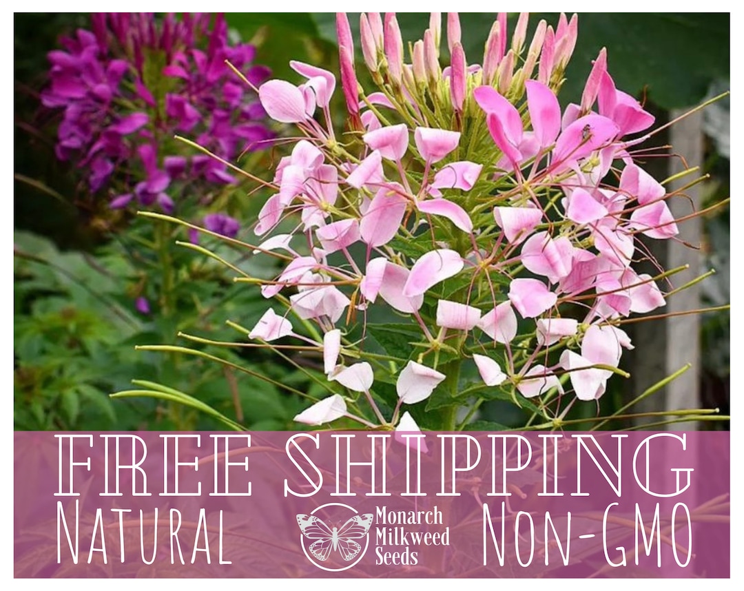 1100 Spider Plant Seeds Wildflower Gardening Seed Packet for