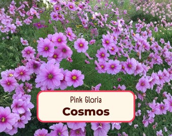 400+ Cosmos Seeds 'Pink Gloria' | Non-GMO Flower Garden Plant Seed Packet for Pollinator Bees & Butterfly, Cosmos bipinnatus, Mexican Aster