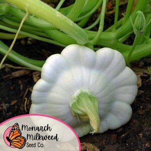 Pu&ograve; includere: Una zucca bianca a forma di capesante con un gambo verde che cresce in un giardino. La zucca &egrave; rotonda e ha un bordo ondulato. Il gambo &egrave; lungo e sottile e ha una punta verde. La zucca &egrave; seduta su un letto di terra marrone.