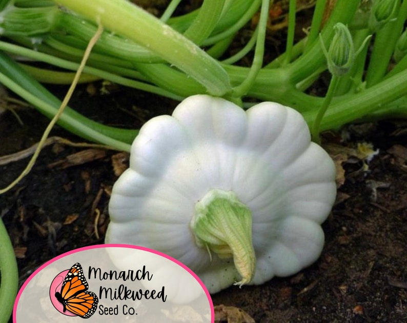 Pu&ograve; includere: Una zucca bianca a forma di capesante con un gambo verde che cresce in un giardino. La zucca &egrave; rotonda e ha un bordo ondulato. Il gambo &egrave; lungo e sottile e ha una punta verde. La zucca &egrave; seduta su un letto di terra marrone.