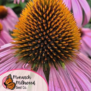 Op de afbeelding: Close-up van een roze echinacea met een felgeel centrum. De bloem is scherp, terwijl de achtergrond wazig is. De tekst "Monarch Milkweed Seed Co." is zichtbaar in de rechterbenedenhoek van de afbeelding.