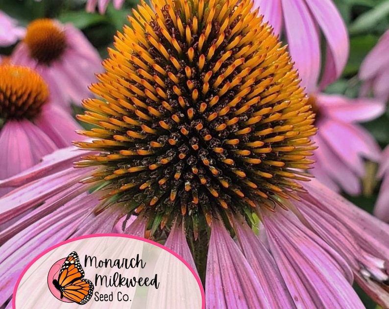 Op de afbeelding: Close-up van een roze echinacea met een felgeel centrum. De bloem is scherp, terwijl de achtergrond wazig is. De tekst "Monarch Milkweed Seed Co." is zichtbaar in de rechterbenedenhoek van de afbeelding.
