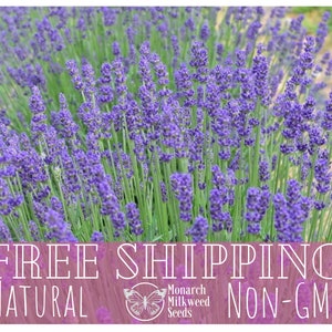 500+ English Lavender Seeds | Heirloom, NonGMO, Flower & Herb Gardening Seed Packet, Pollinator Plant for Butterfly, Lavandula angustifolia