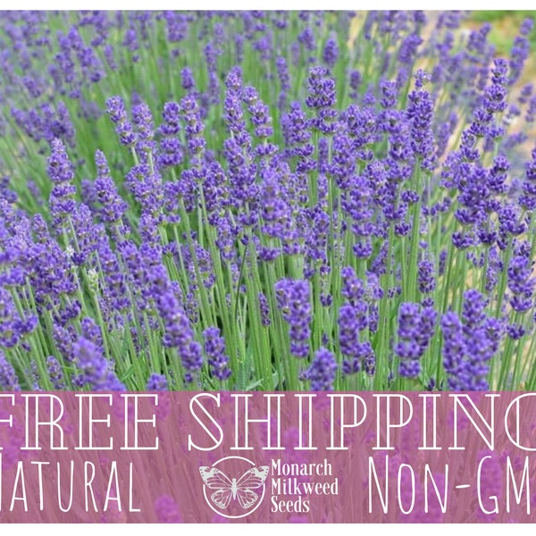 500+ English Lavender Seeds | Heirloom, NonGMO, Flower & Herb Gardening Seed Packet, Pollinator Plant for Butterfly, Lavandula angustifolia