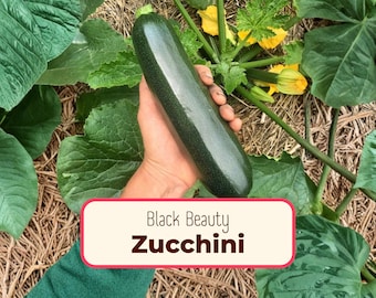 45+ Zucchini Seeds 'Black Beauty' | Non-GMO, Heirloom, Vegetable Gardening Seed Packets for Growing Plants, Homesteading, Cucurbita pepo