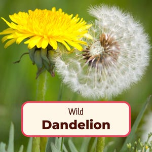 1600+ True Wild Dandelion Seeds | Non-GMO, Native Wildflower Gardening Plant Seed for Pollinating Butterfly and Bees, Taraxacum officinale