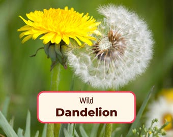 1600+ True Wild Dandelion Seeds | Non-GMO, Native Wildflower Gardening Plant Seed for Pollinating Butterfly and Bees, Taraxacum officinale