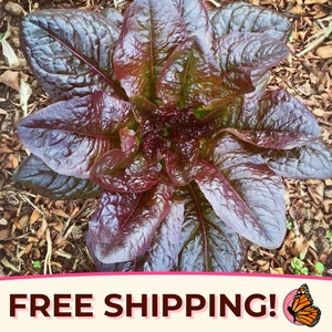 7,000+ Lettuce Seeds &#39;Cimmaron&#39; | Non-GMO, Heirloom Vegetable Gardening Seed Packet for Growing Plants, Farming, Homesteads, Romaine Lettuce