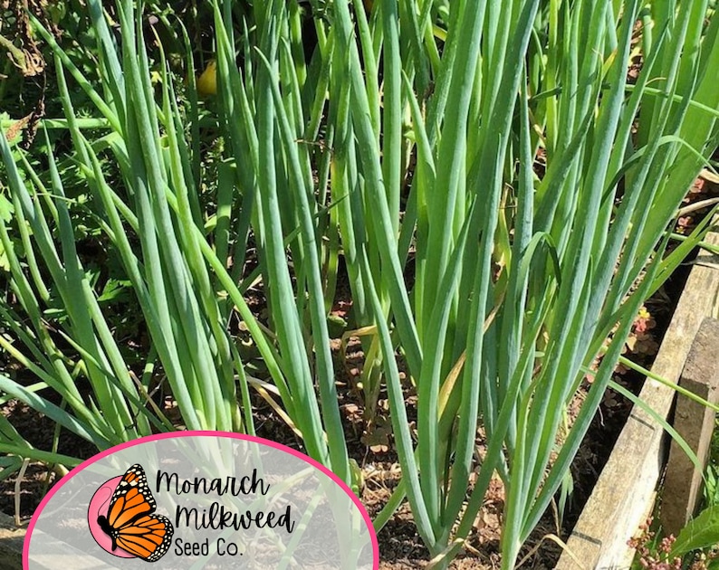 MonarchMilkweedSeeds Tokyo Long White Bunching Onion Seeds - Thumbnail 5