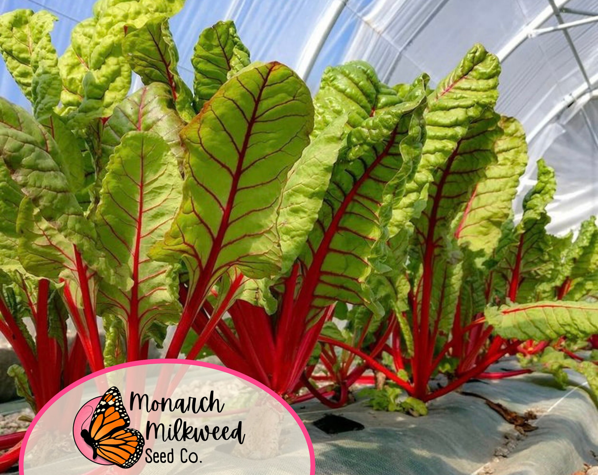 125+ Swiss Chard Seeds 'red Ruby' | Non-gmo, Heirloom, Vegetable ...