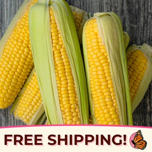 80+ Sweet Corn Seeds &#39;Golden Bantam&#39; | Non-GMO, Heirloom, Open-Pollinated, Vegetable Gardening, Seed Packet, Zea mays, Maize, USA GROWN