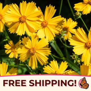 1100+ Coreopsis &#39;Lance-Leaf&#39; Seeds | Native Perennial Wildflower Garden Seed for Pollinator Bees & Butterfly, Coreopsis lanceolata, Tickseed