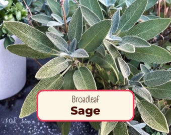 325+ Broadleaf Sage Seeds | Non-GMO, Heirloom Herb Gardening Plant Seed Packet for Container Gardens, Sage Smudge, Salvia officinalis