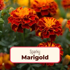 600+ French Marigold Seeds | Non-GMO, Heirloom Flower Gardening Plant Seed Pack for Pollinator Bee & Butterfly, Easy To Grow, Tagetes patula