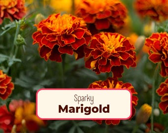 600+ French Marigold Seeds | Non-GMO, Heirloom Flower Gardening Plant Seed Pack for Pollinator Bee & Butterfly, Easy To Grow, Tagetes patula