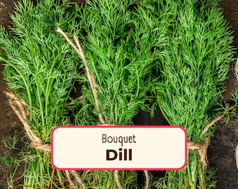 3400+ Dill Seeds 'Bouquet' | Non-GMO, Heirloom, Herb Gardening, Container Garden, Seed Packets for Growing Plants, Anethum graveolens