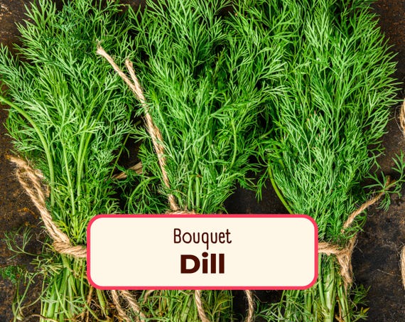 3400+ Dill Seeds 'Bouquet' | Non-GMO, Heirloom, Herb Gardening, Container Garden, Seed Packets for Growing Plants, Anethum graveolens
