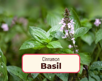1300+ Cinnamon Basil Seeds | Heirloom, Non-GMO, Rare Herb Seed Packet for Planting or Container Gardening, Ocimum basilicum