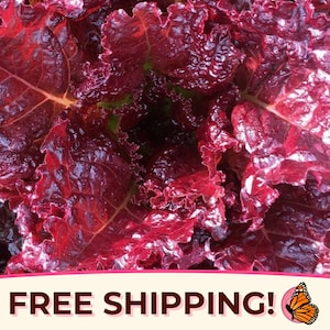5800+ Lettuce Seeds &#39;Red Salad Bowl&#39; | Non-GMO, Heirloom, Vegetable Gardening Seed Packet for Planting, Growing, Homestead Garden Gifts, USA