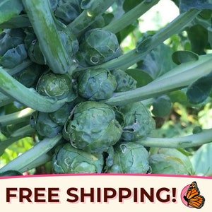 2700+ Brussels Sprouts 'Long Island' Seeds | Non-GMO, Heirloom, Vegetable Gardening Plant Seed Packet, Brassica oleracea var. gemmifera