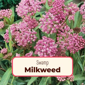 200+ Swamp Milkweed Seeds | (Asclepias incarnate) Native Perennial Wildflower Garden Plant Seed Packet for Pollinator Monarch Butterflies